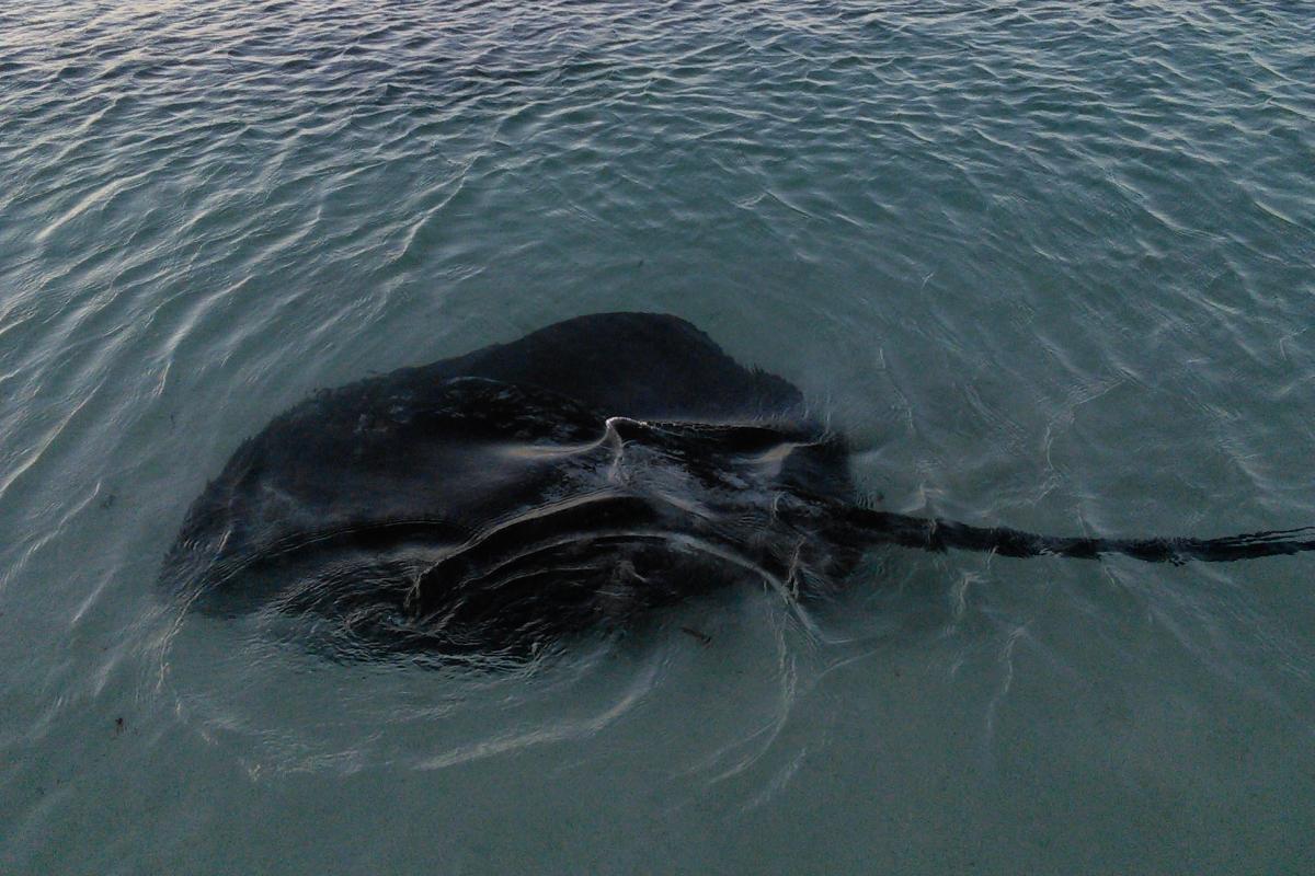 Hamelin Bay stingray