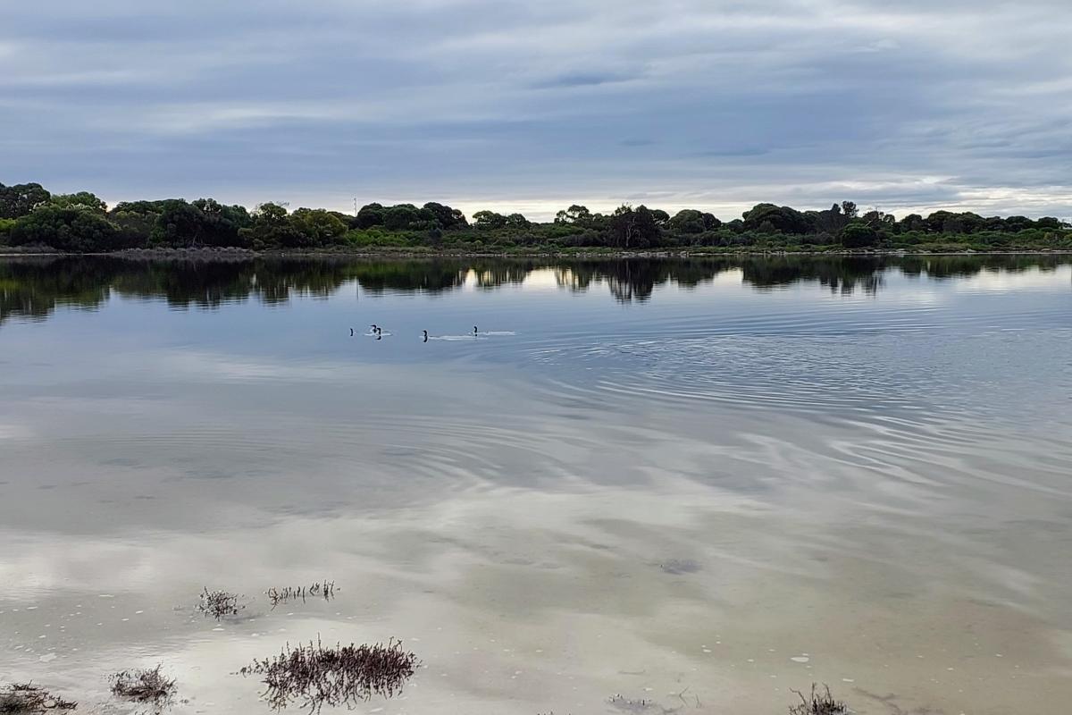 Water birds on Lake Thetis Water birds on Lake Thetis