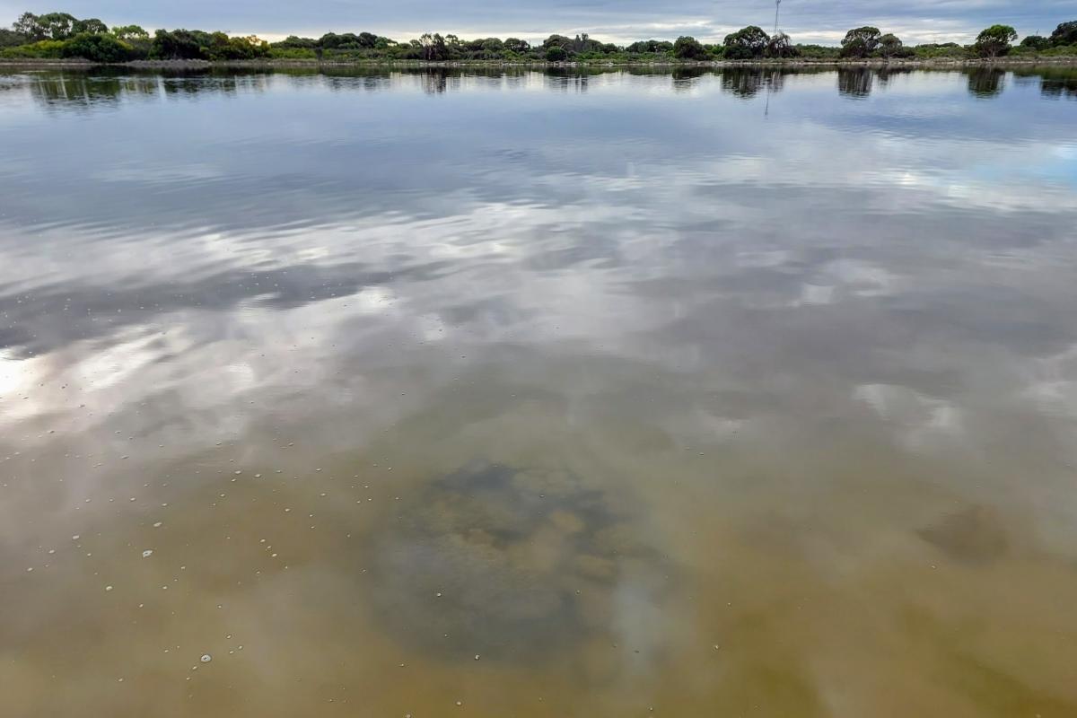 Lake Thetis stromatolites underwater in Winter Lake Thetis stromatolites underwater in Winter