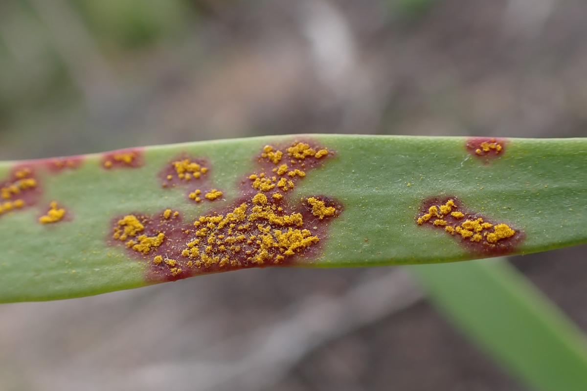 Close up of myrtle rust on leaves