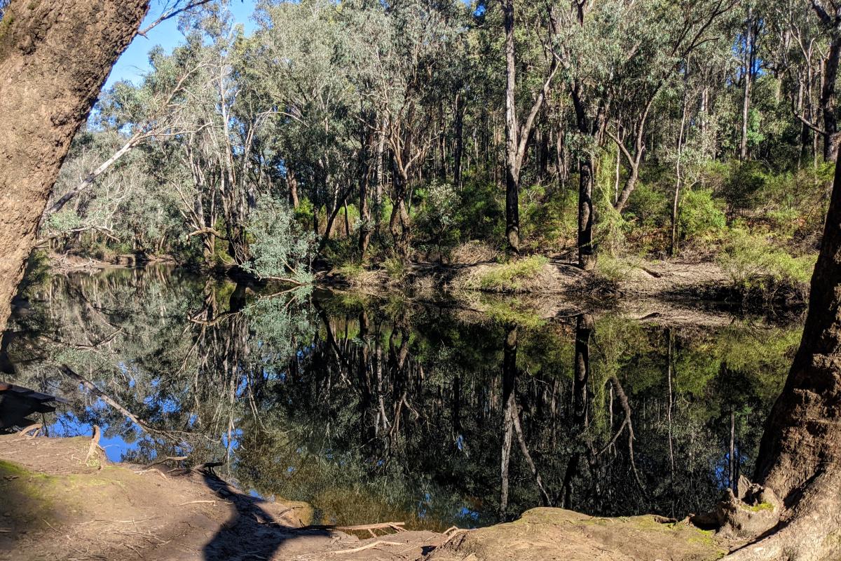 Murray River at Yarragil Campground