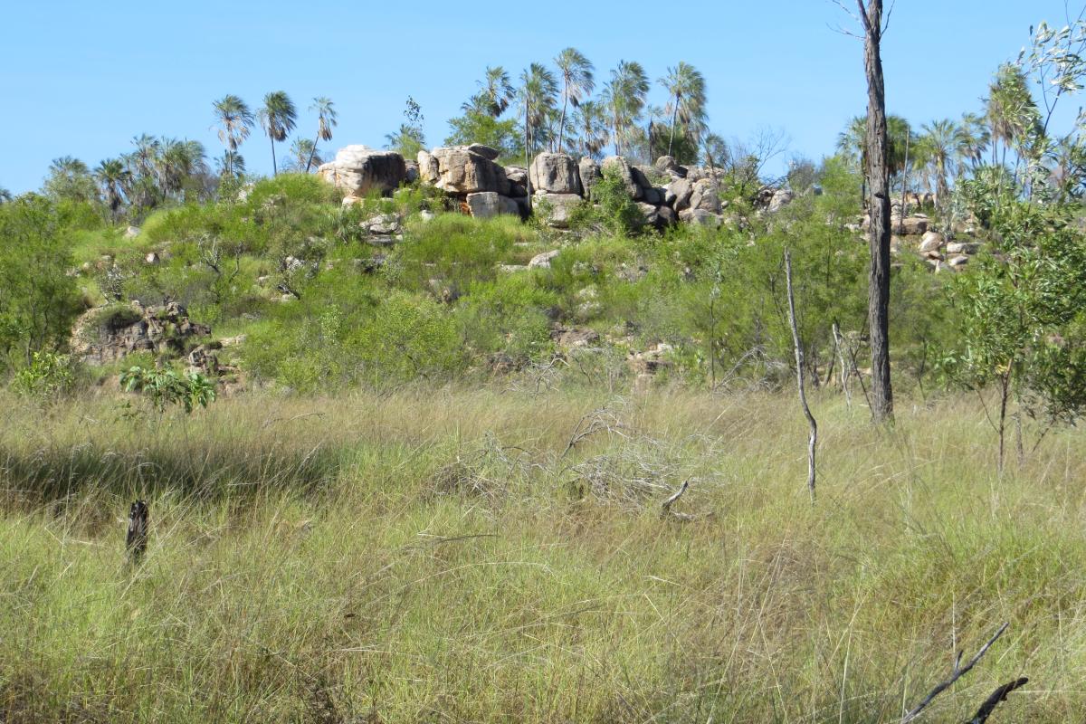 Palms growing in a rocky outcrop on a hill in Drysdale River National Park