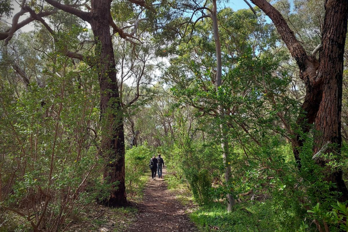 Bushwalking in the tuart woodlands Bushwalking in the tuart woodlands