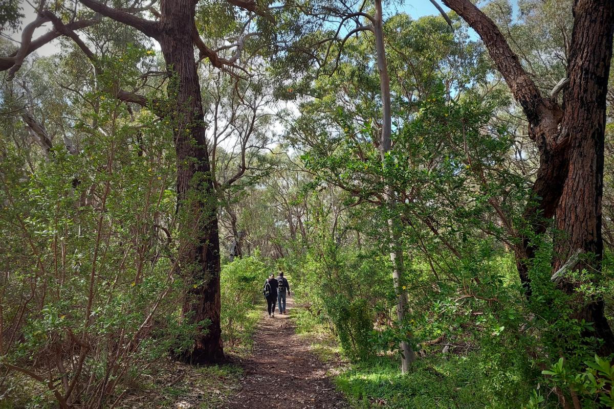 Bushwalking in the tuart woodlands