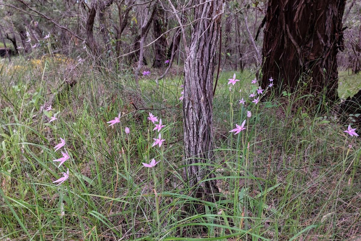 Pink Fairy Orchids at the Lime Kiln Picnic Area Pink Fairy Orchids at the Lime Kiln Picnic Area