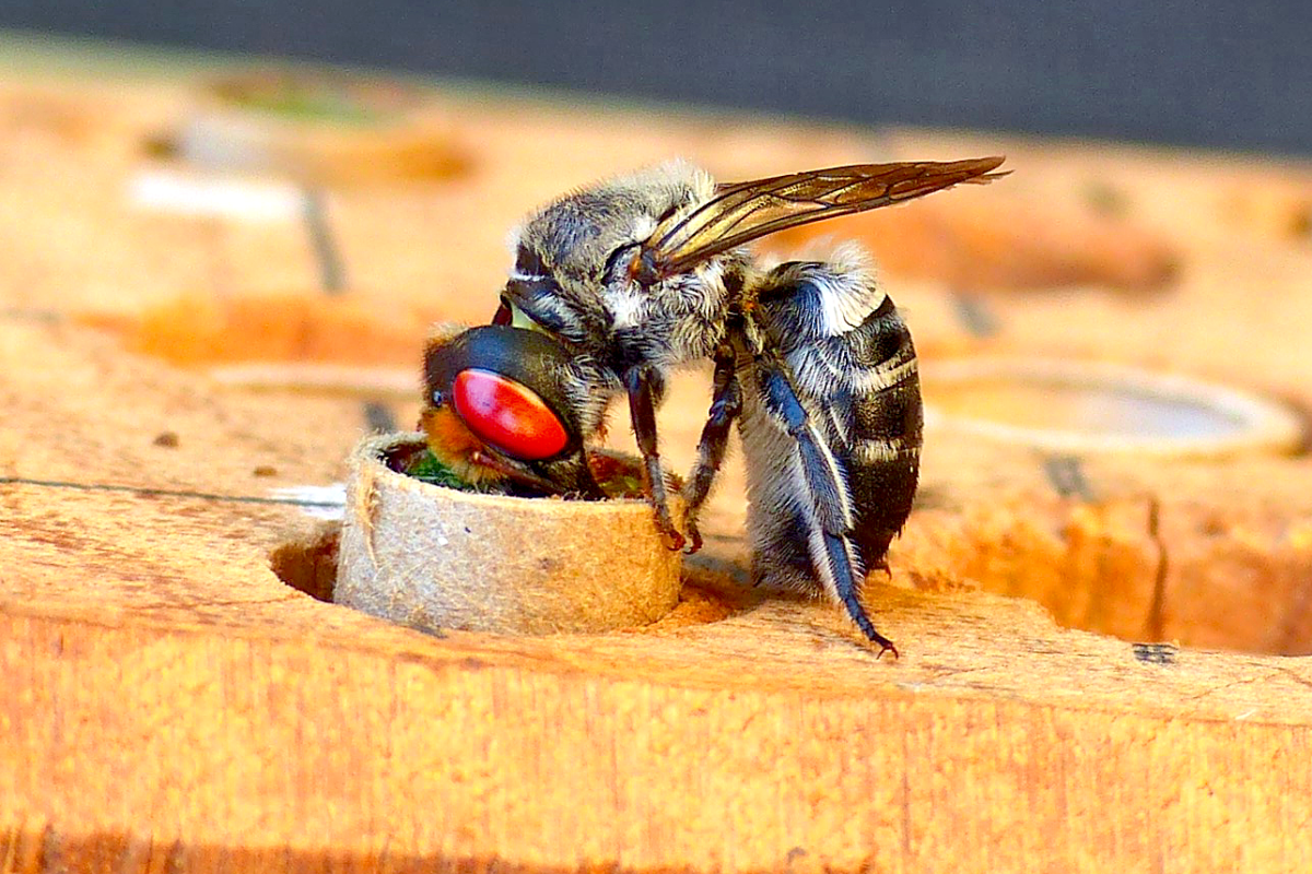 Close up of native bee