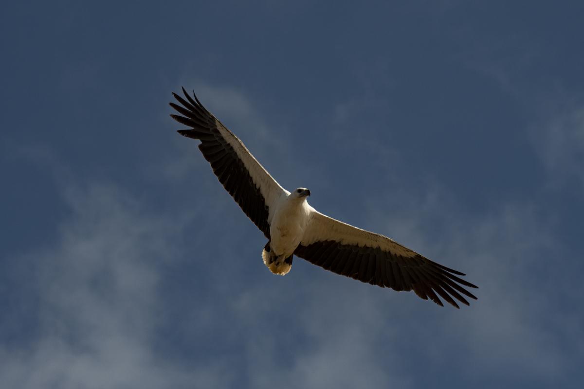 Sea eagle over Montebello Islands