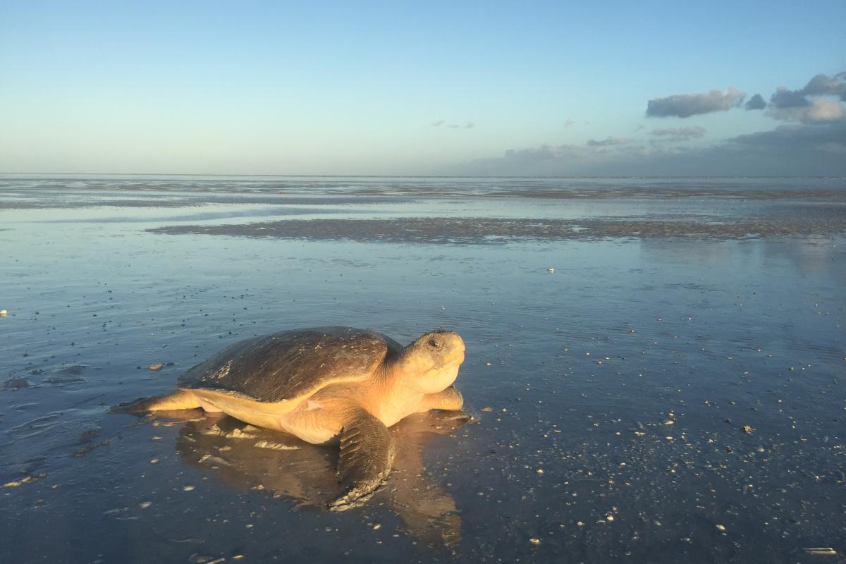 Female flatback turtle on the beach at sunset
