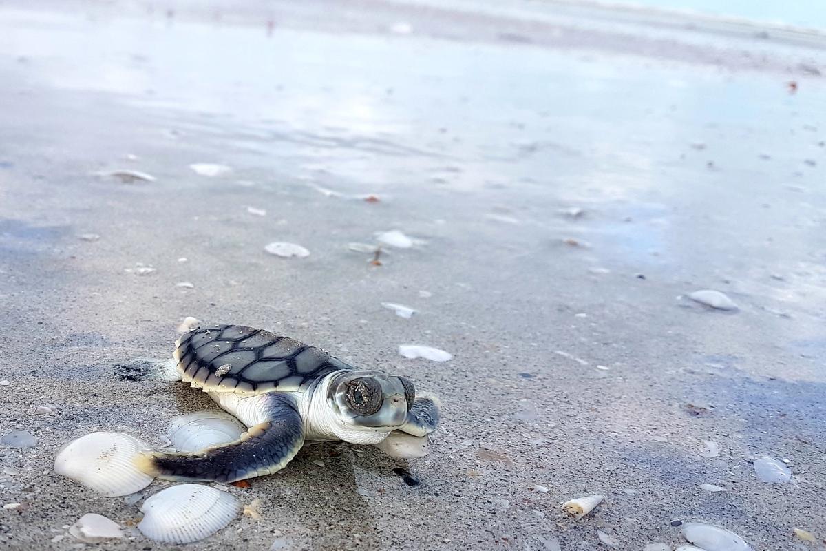 Flatback turtle hatchlings at Eighty Mile Beach