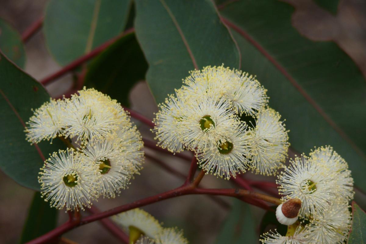 Jarrah blossom at King Jarrah