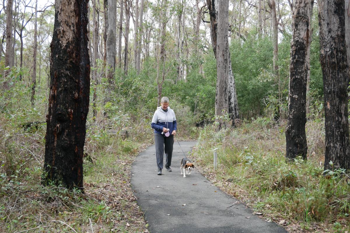 Person walking dog on leash on trail surrounded by forest