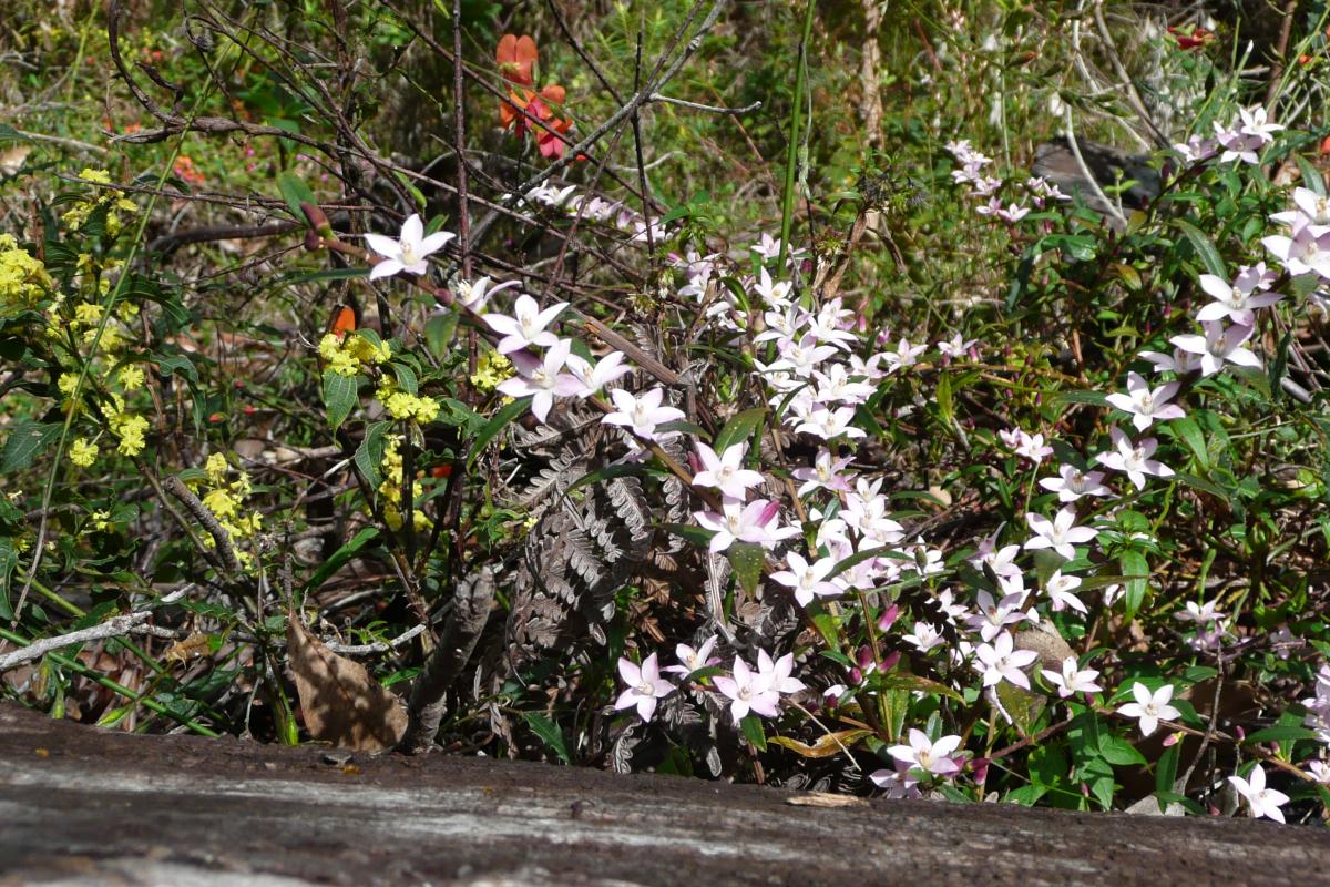 Wildflowers at King Jarrah Wildflowers at King Jarrah