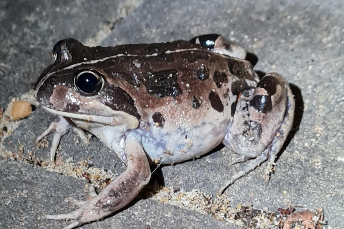 Western banjo frog