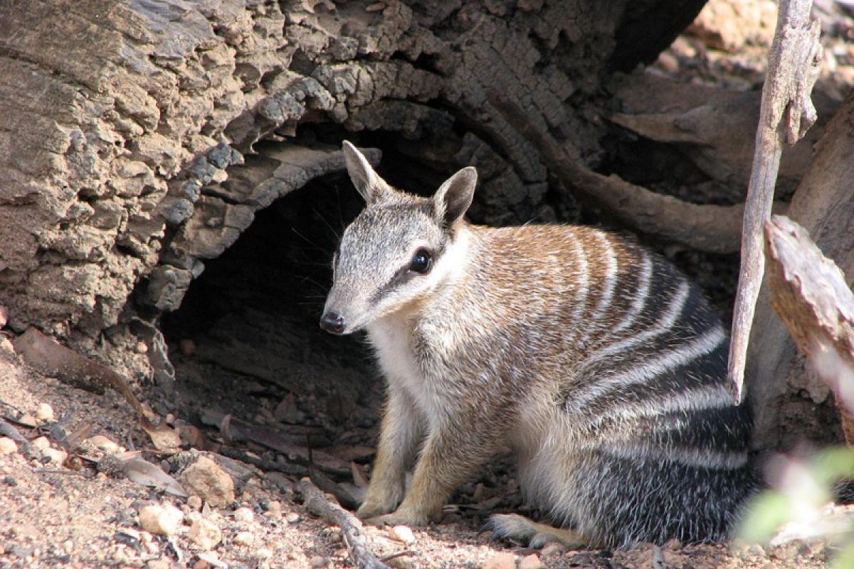 Numbat