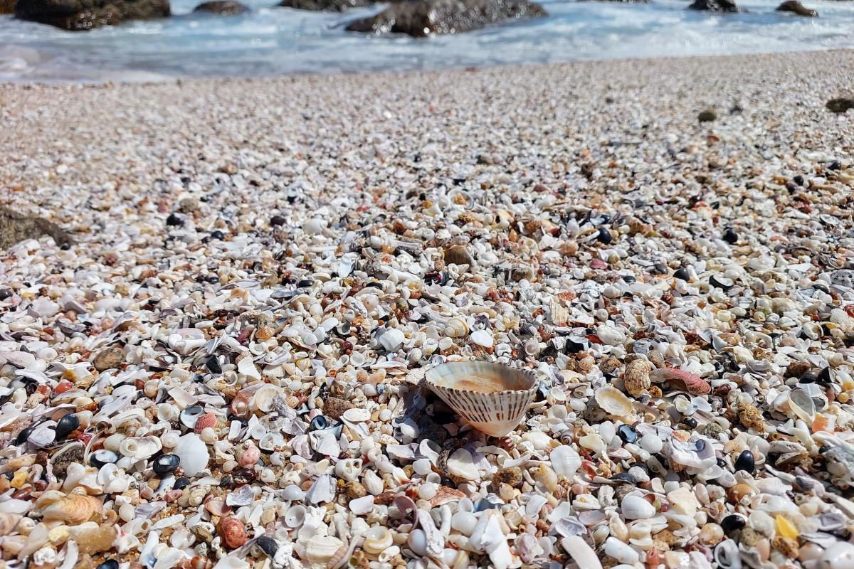 Shells on the beach at Moses Rock North