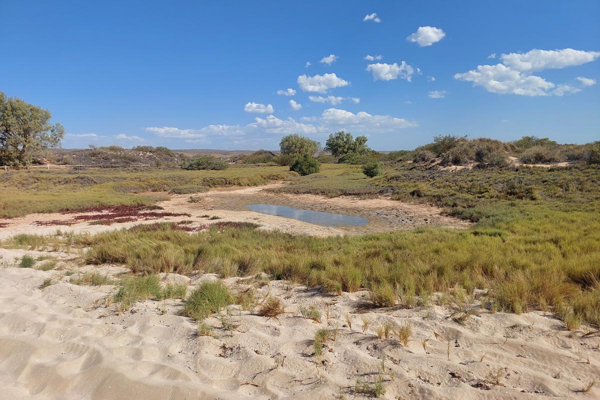 Neds Campground and Picnic Area