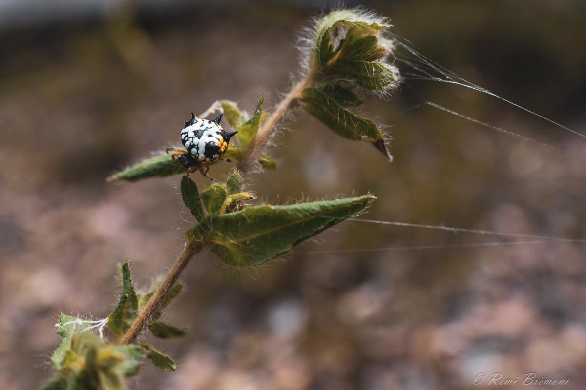 Little colourful spider weaving web on a plant.