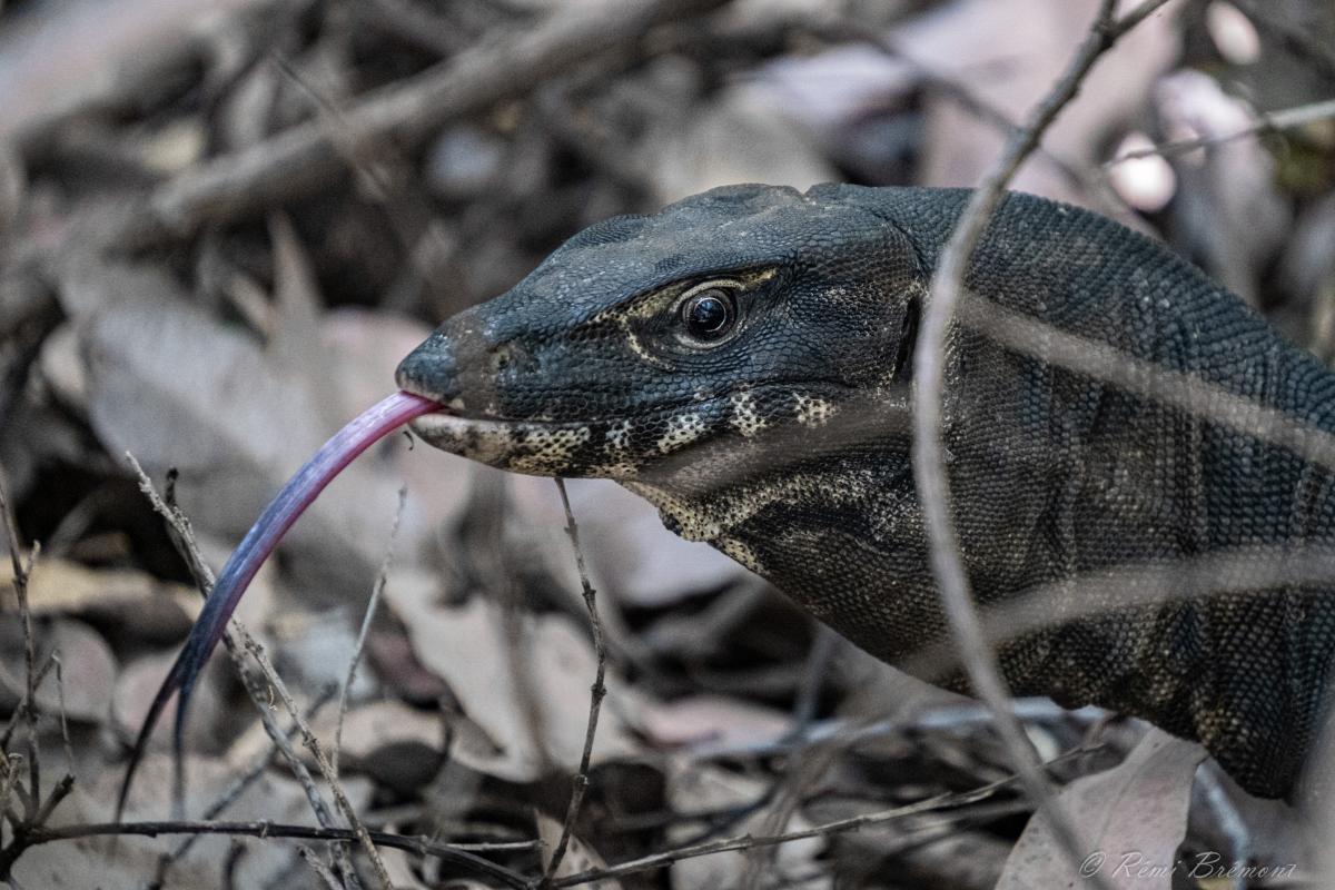 Close up of a monitor lizard with his long tongue poking out. 