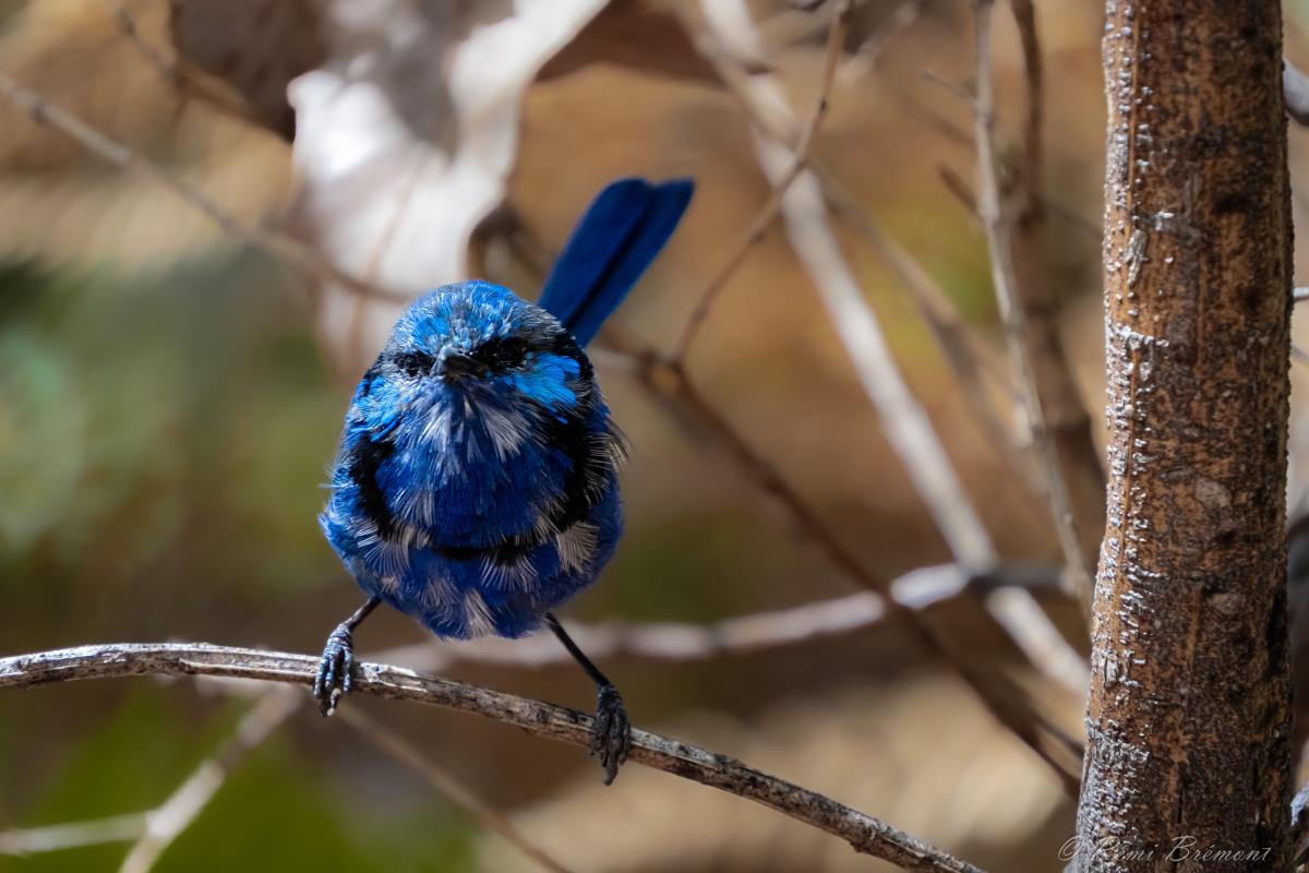 Tiny electric blue little bird sitting on a branch