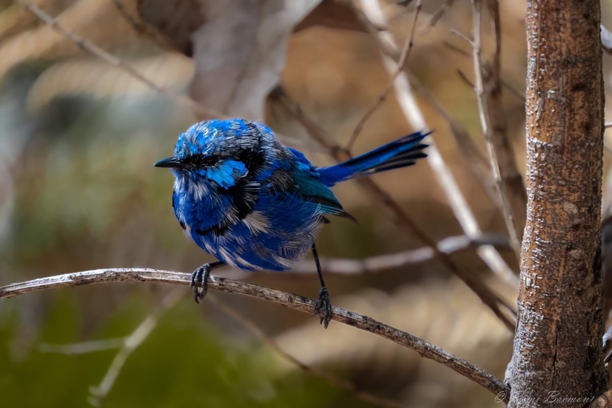 Tiny electric blue coloured bird sitting on a branch.