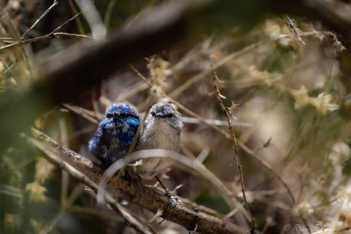 Two tiny birds sitting on a branch one has electric blue feathers