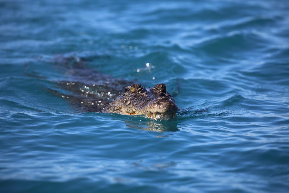 Crocodile swimming