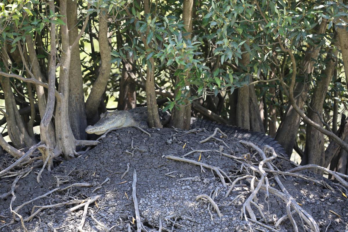 Crocodile resting under trees