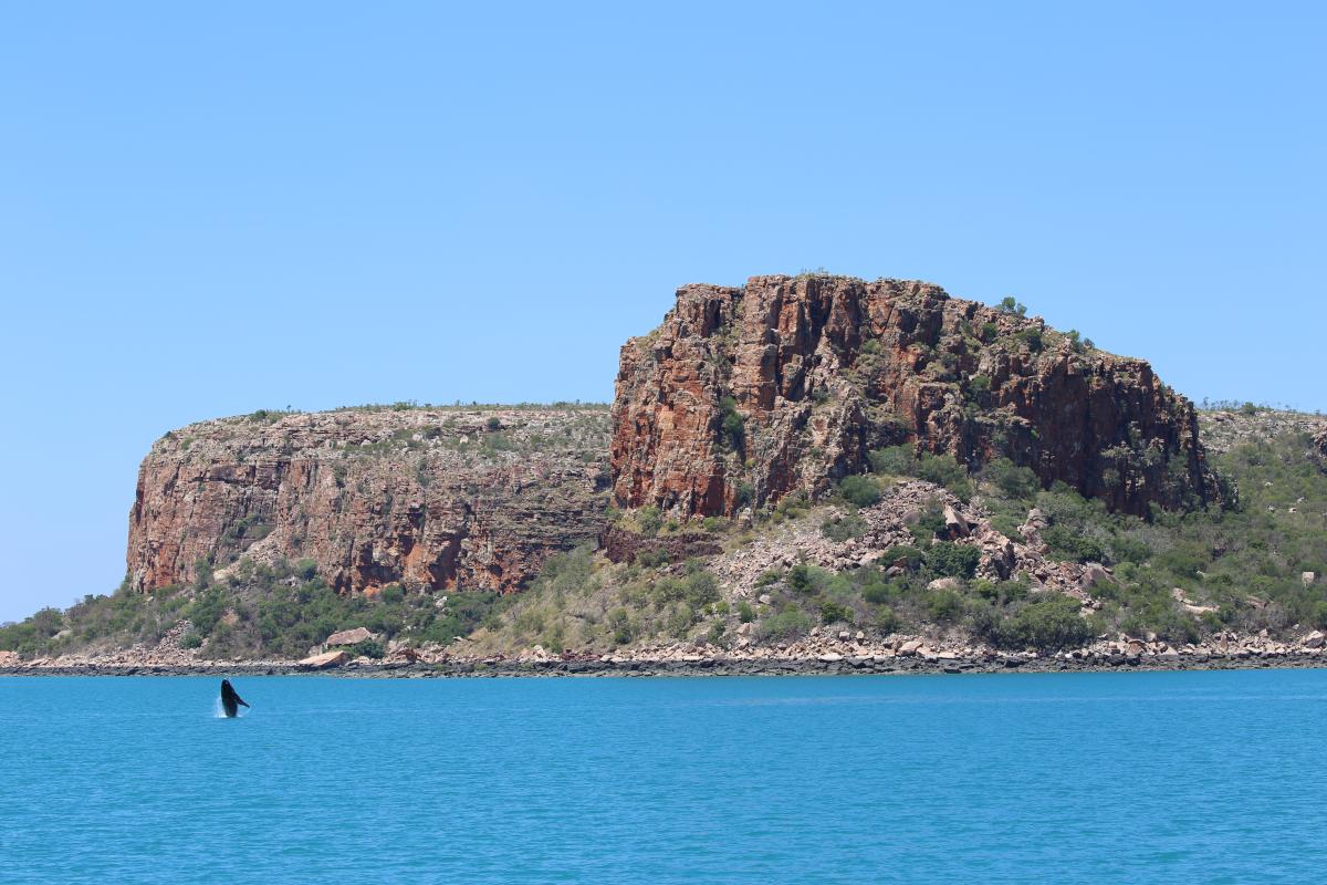 Whale leaping out of the water