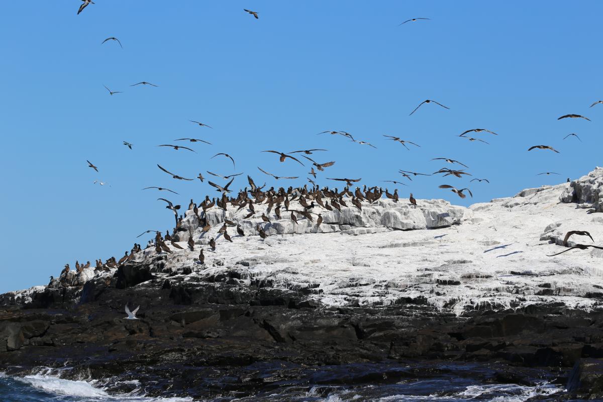 A large number of birds resting on and flying above a large rock covered in white.