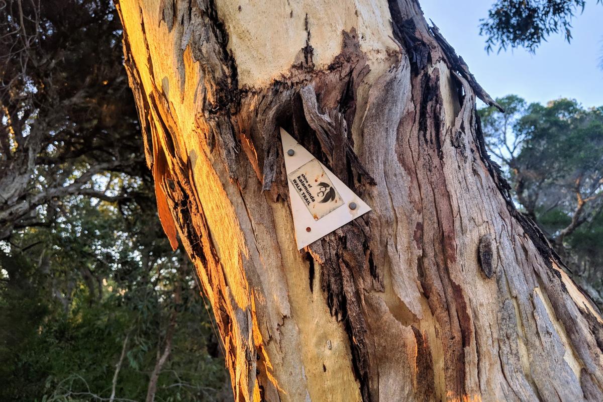Trail marker for the Palm Terrace Walk on a Wandoo tree in Mundy Regional Park