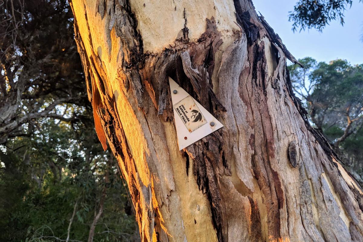 Trail marker for the Palm Terrace Walk on a Wandoo tree in Mundy Regional Park Trail marker for the Palm Terrace Walk on a Wandoo tree in Mundy Regional Park