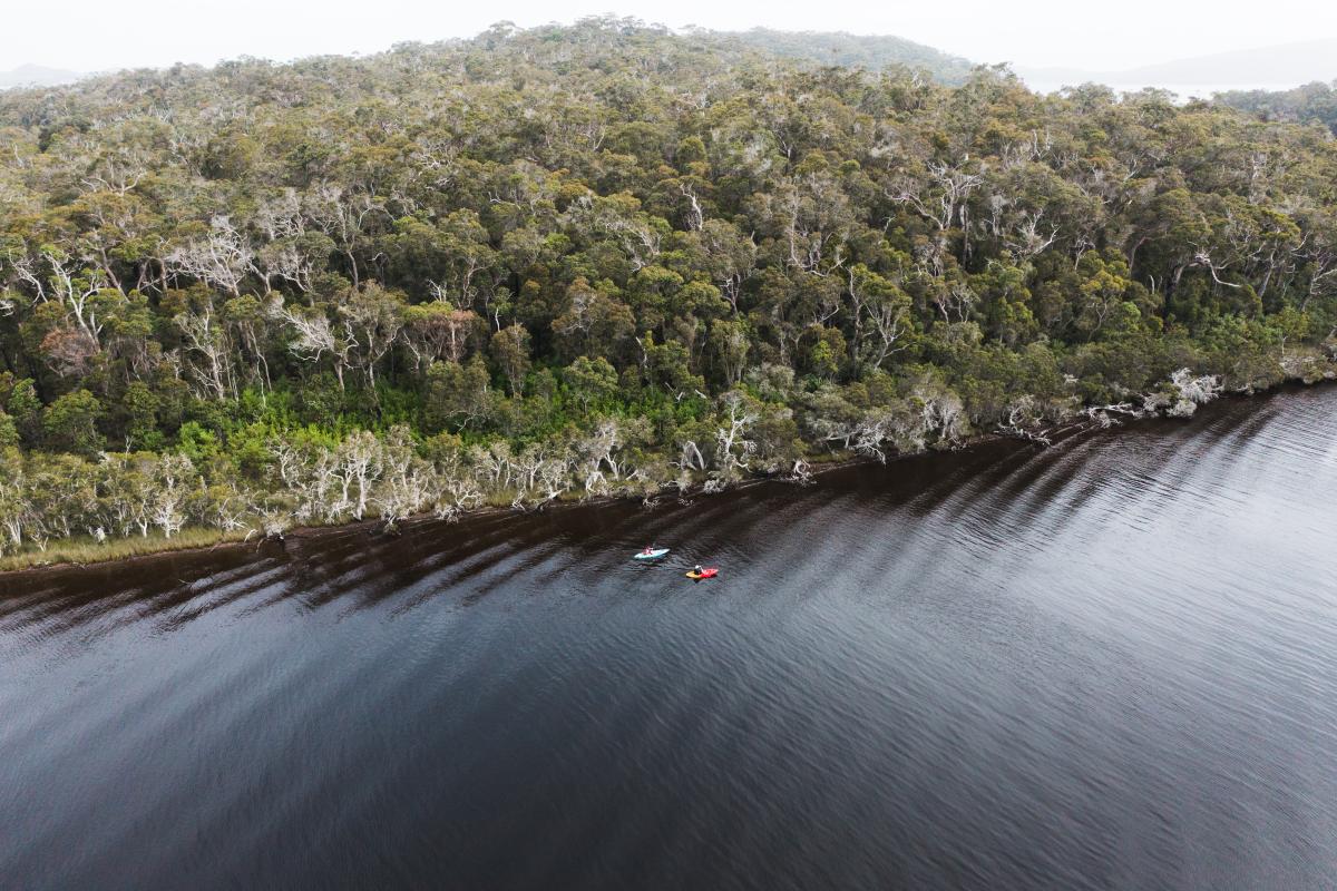 Aerial view of two people kayaking in water near a forest of trees. 