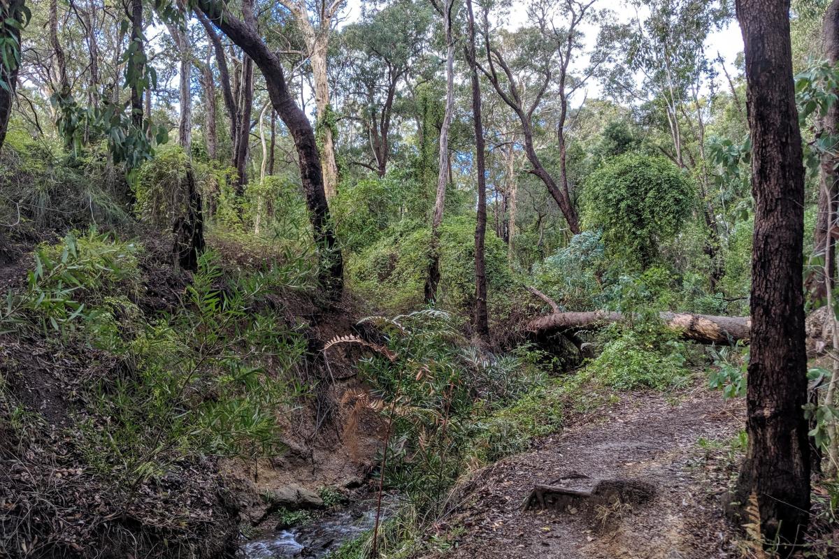 Whistlepipe Gully