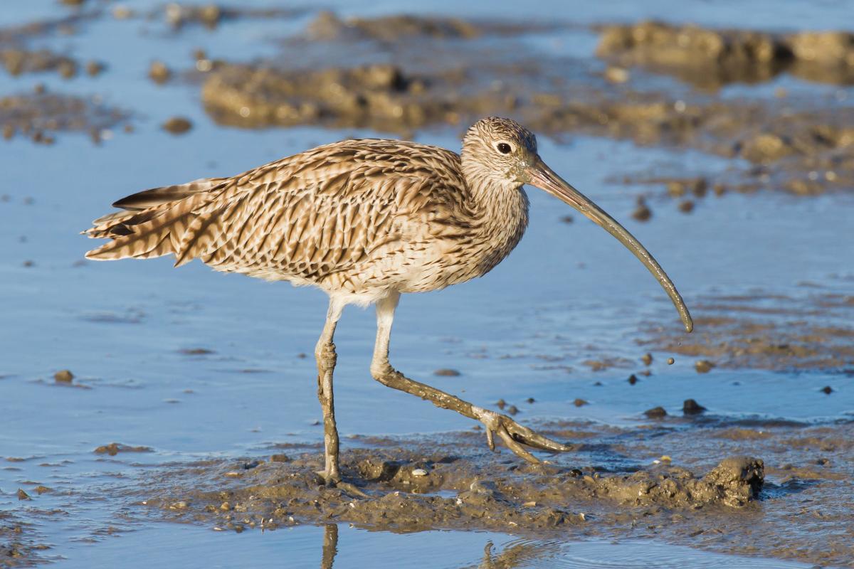 Close up picture of a shorebird wading in water. 