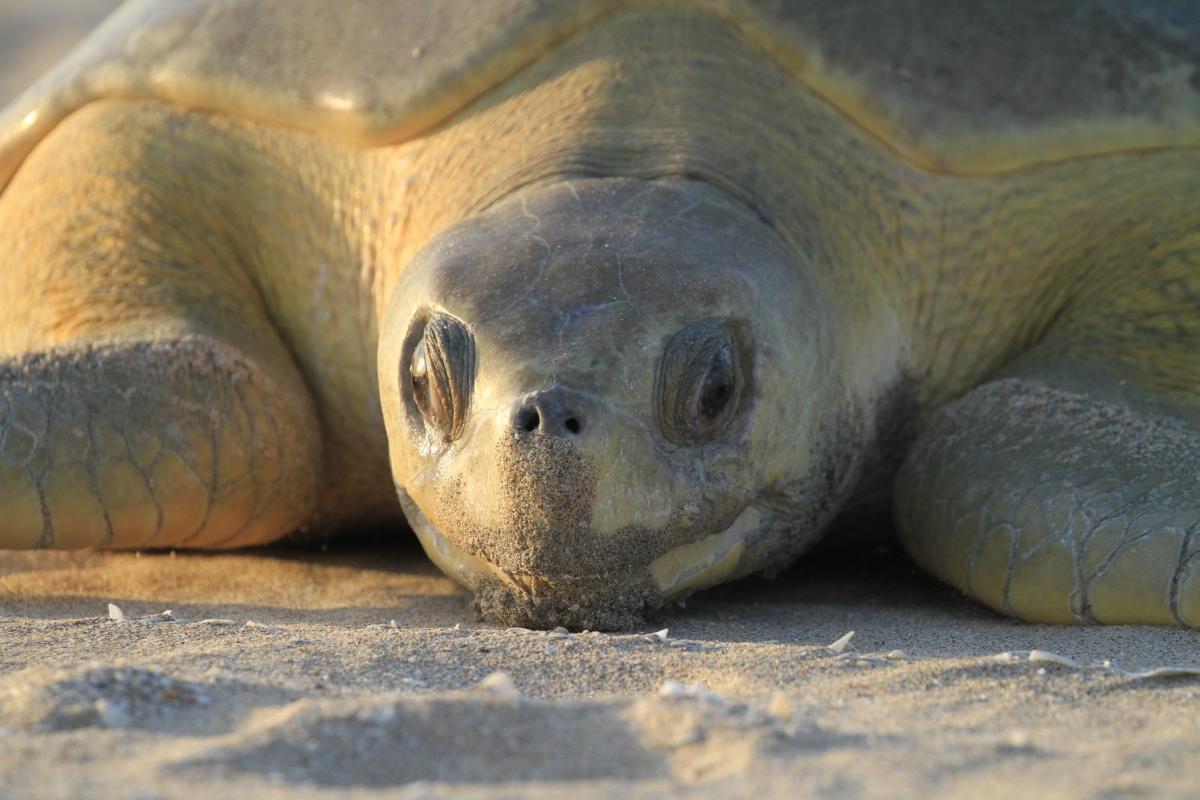 Close up of a turtle lying in sand.