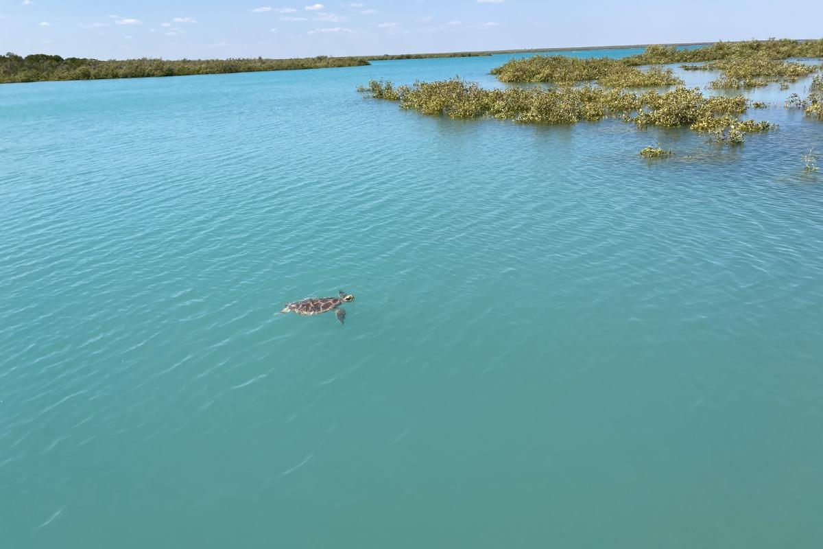 Green turtle swimming in the ocean. 