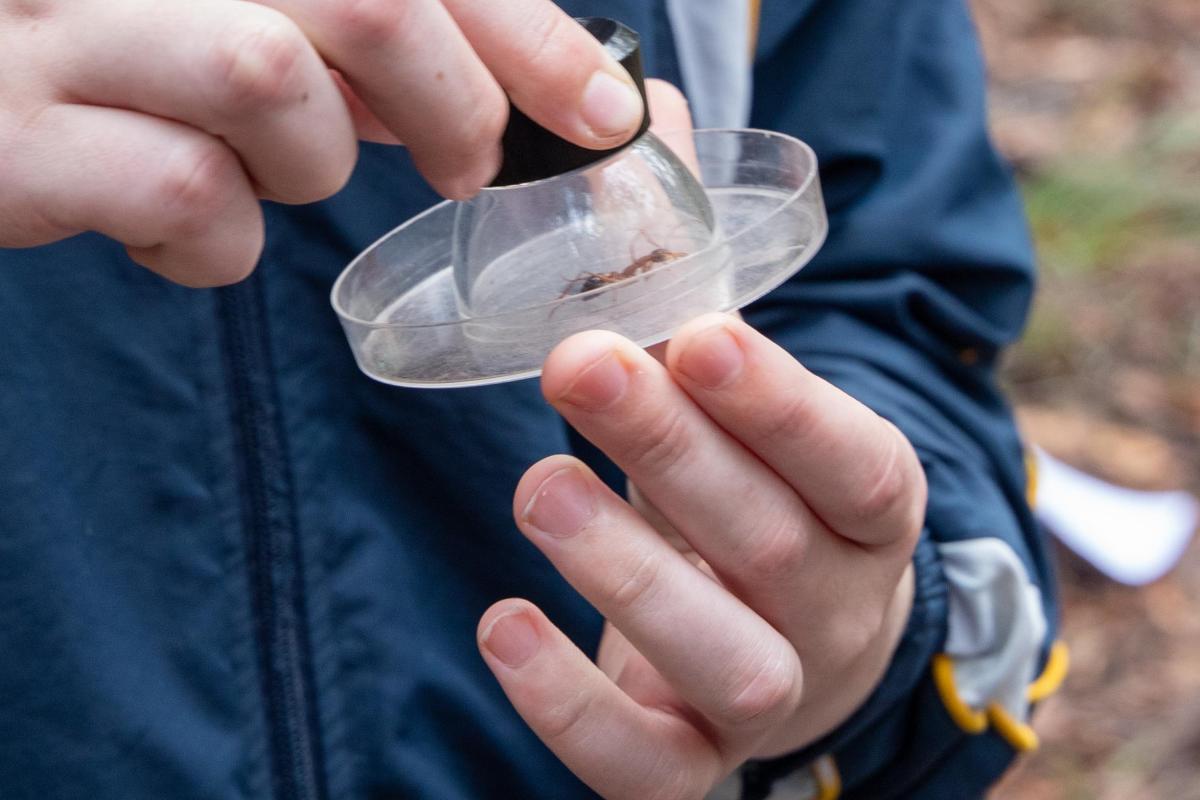 Person holding insect in clear container