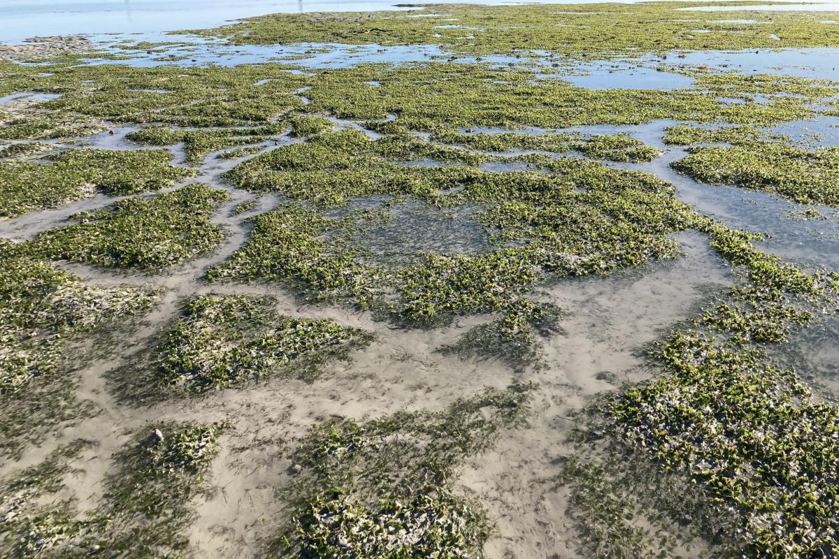 Seagrass in water. 