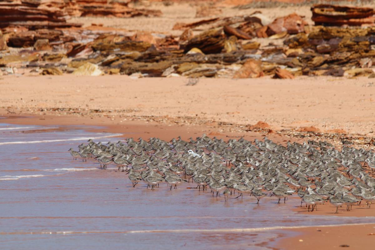 Shorebrids standing near the water's edge. 