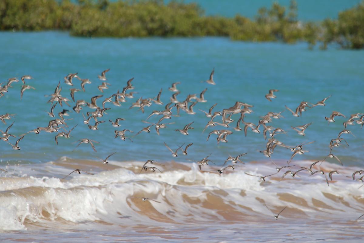 Flock of birds flying over water. 