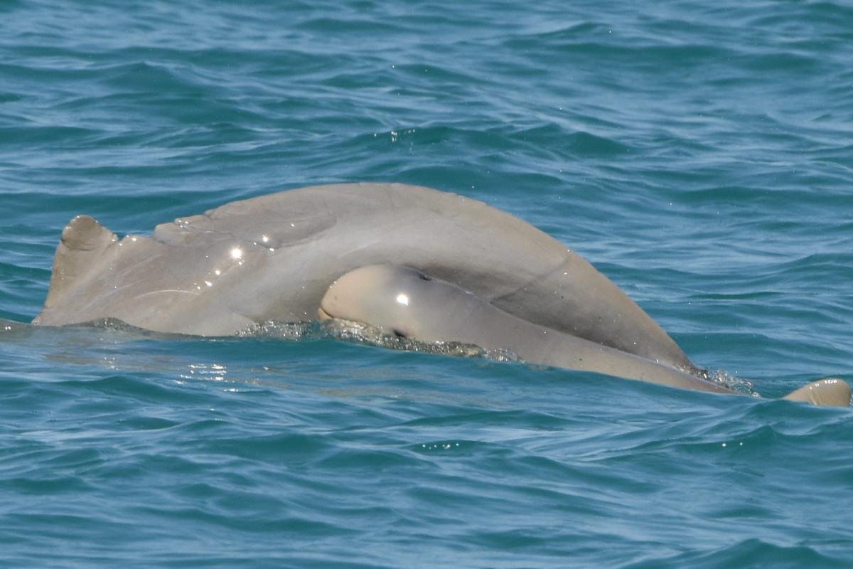 Snubfin dolphin Dolphin swimming