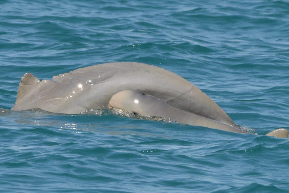 Dolphin swimming 