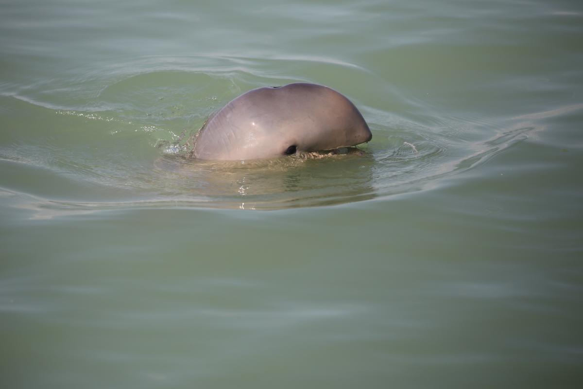 Snubfin dolphin with its head out of the water.
