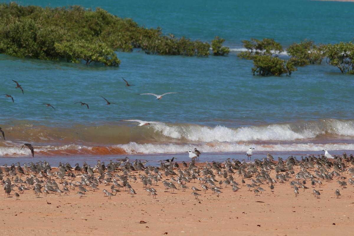 Shorebirds Shorebrids standing near the water's edge.