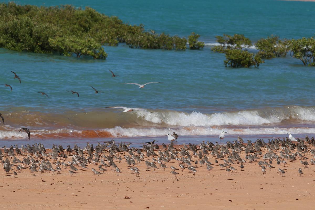 Shorebrids standing near the water's edge. 