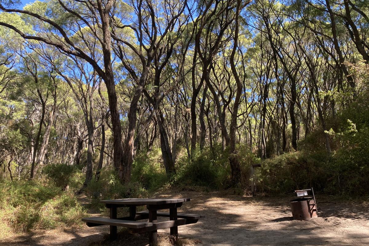 Boranup Campground Wooden picnic table and bench, metal campfire ring surrounded but forest.