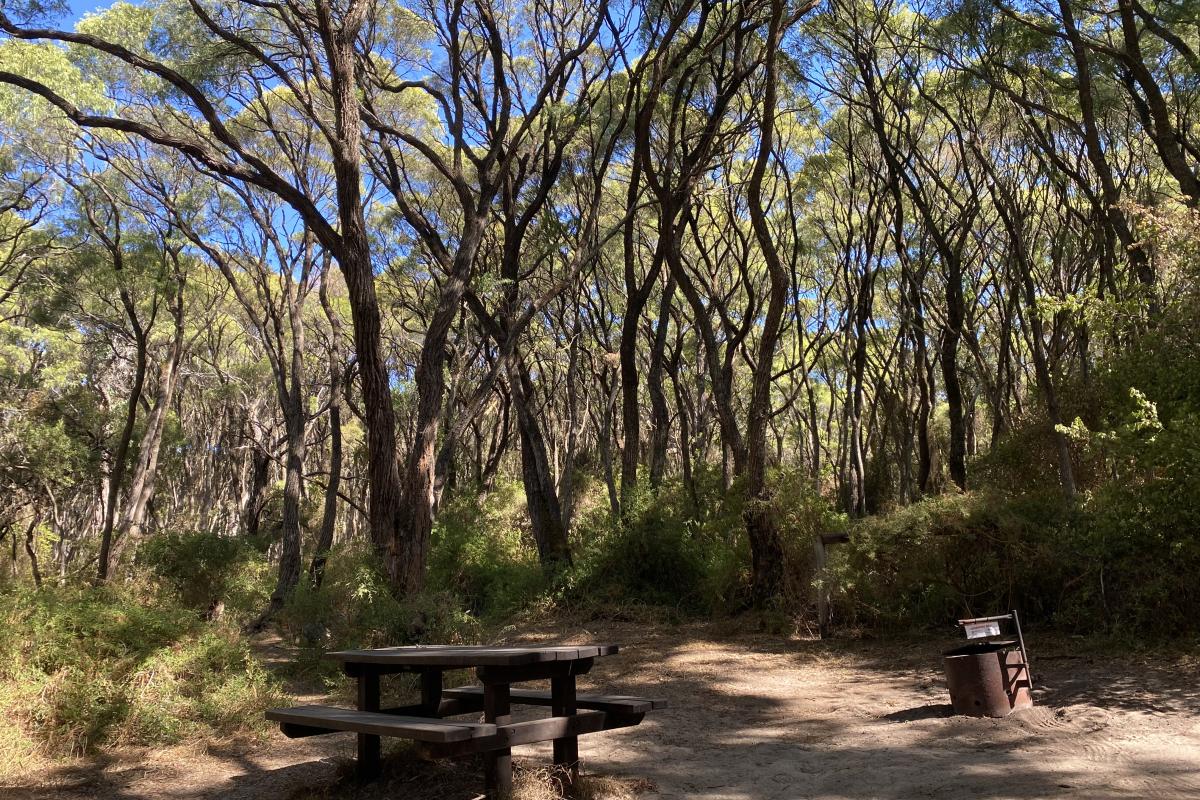 Wooden picnic table and bench, metal campfire ring surrounded but forest. 