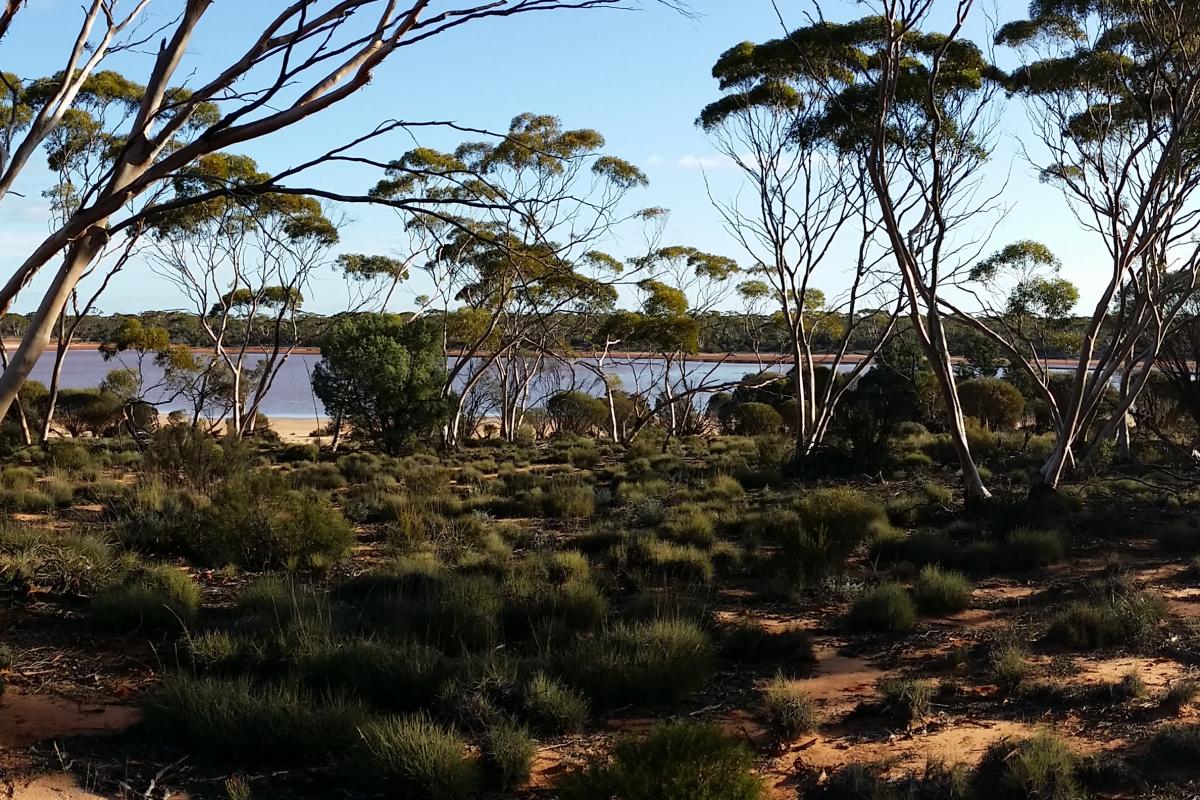 Jaurdi Station Homestead Gum trees around a small lake.