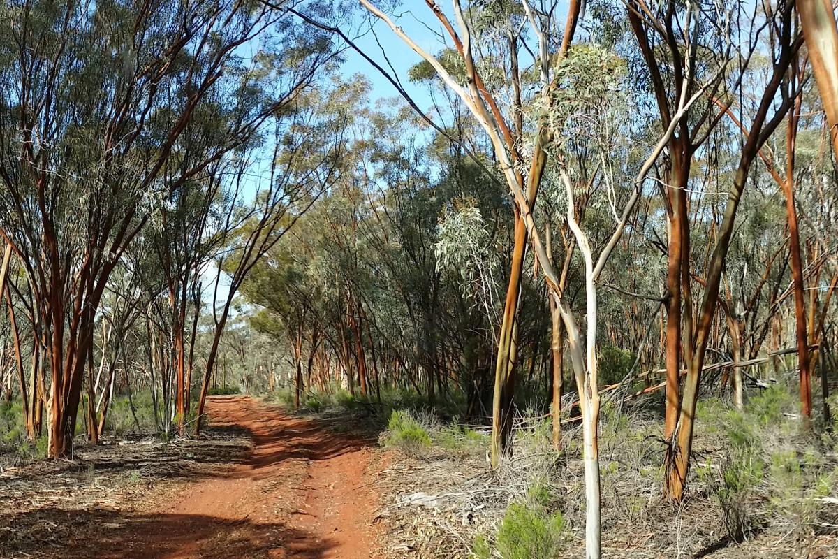 Red dirt road surrounded by gum trees and small shrubs. 