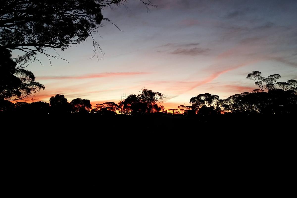 Sunrise at Jaurdi Station Homestead Sun rising behind dark trees.
